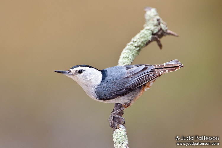 White-breasted Nuthatch, Madera Canyon, Arizona, United States