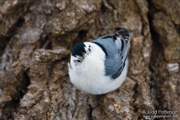 White-breasted Nuthatch, Lakewood Park, Salina, Kansas, United States