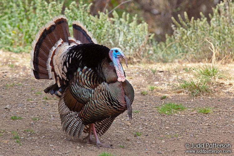 Wild Turkey, Madera Canyon, Arizona, United States