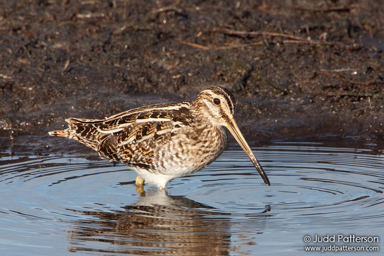Wilson's Snipe, Merritt Island National Wildlife Refuge, Florida, United States