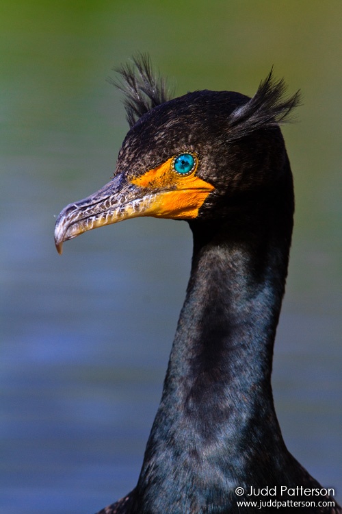 Double-crested Cormorant, Everglades National Park, Florida, United States