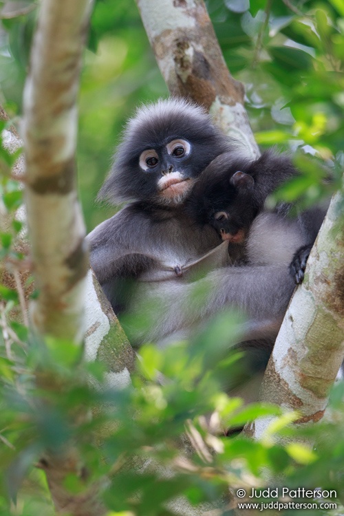 Spectacled Langur, Kaeng Krachan National Park, Thailand