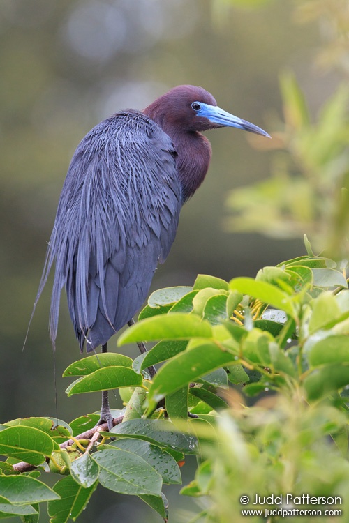 Little Blue Heron, Wakodahatchee Wetlands, Florida, United States