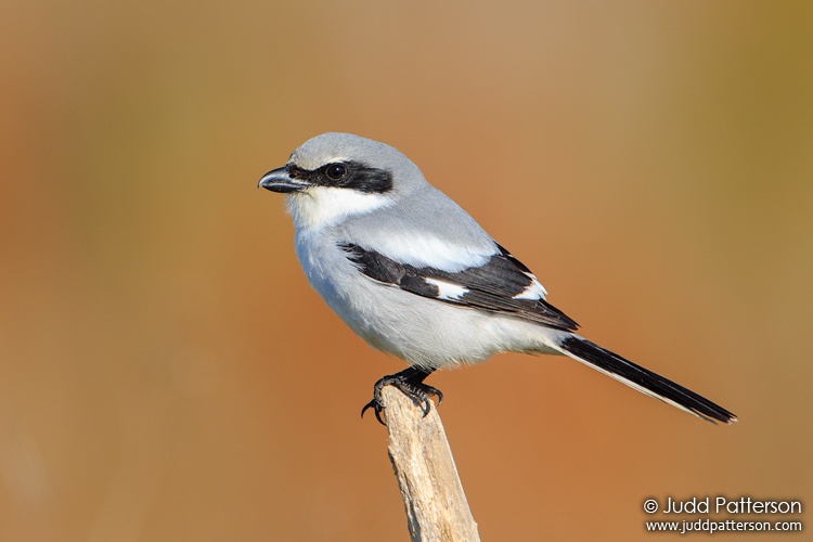 Loggerhead Shrike, Florida, United States