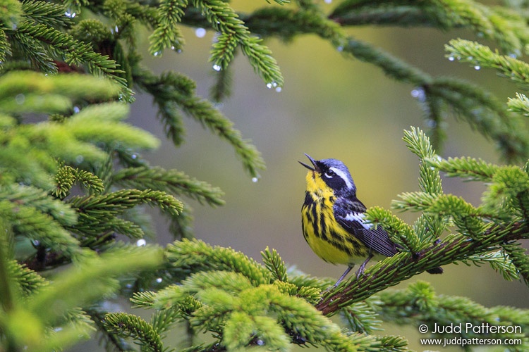 Magnolia Warbler, Maine, United States