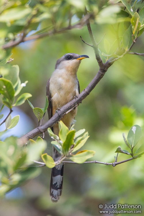 Mangrove Cuckoo, Florida, United States