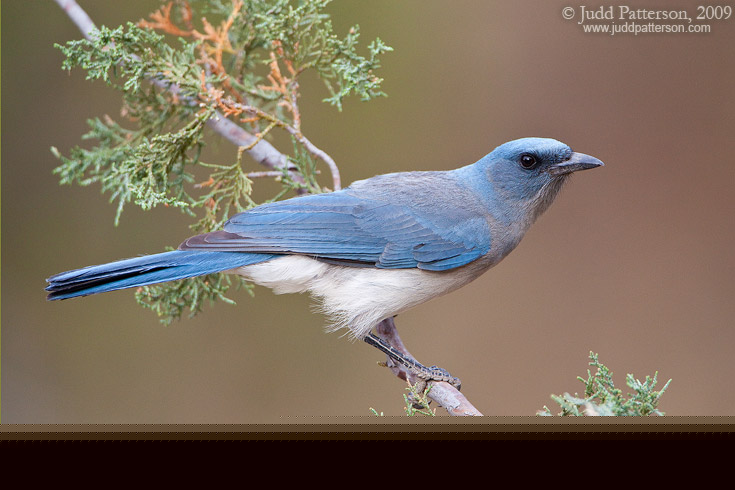 Mexican Jay, Madera Canyon, Arizona, United States