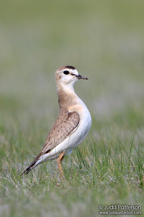 Mountain Plover, Pawnee National Grassland, Colorado, United States