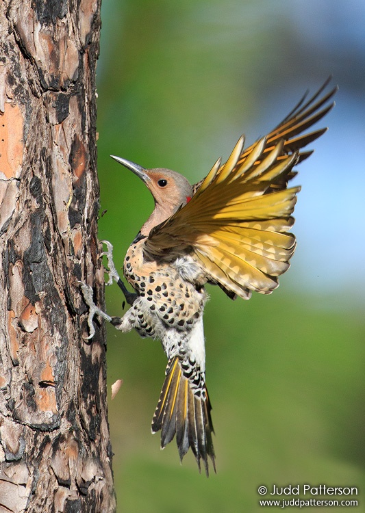 Northern Flicker, Everglades National Park, Florida, United States