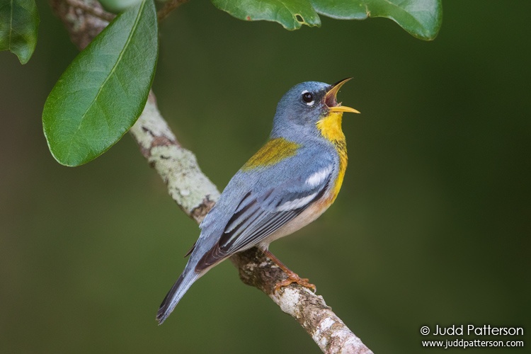 Northern Parula, Dinner Island Wildlife Management Area, Florida, United States