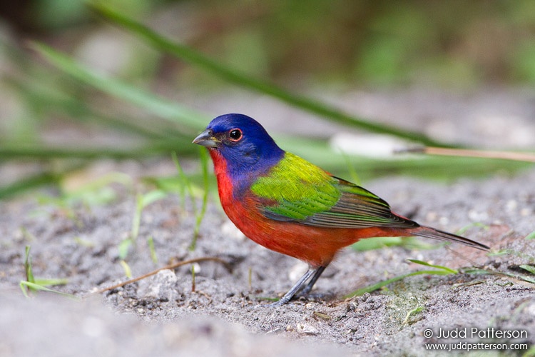 Painted Bunting, Florida, United States