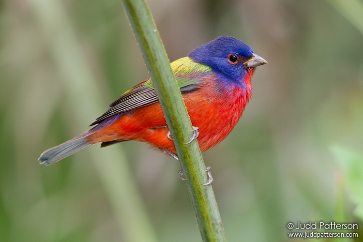 Painted Bunting, Florida, United States