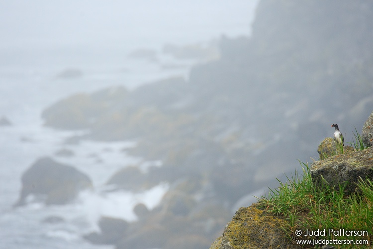 Parakeet Auklet, Reef Colony, St. Paul Island, Alaska, United States