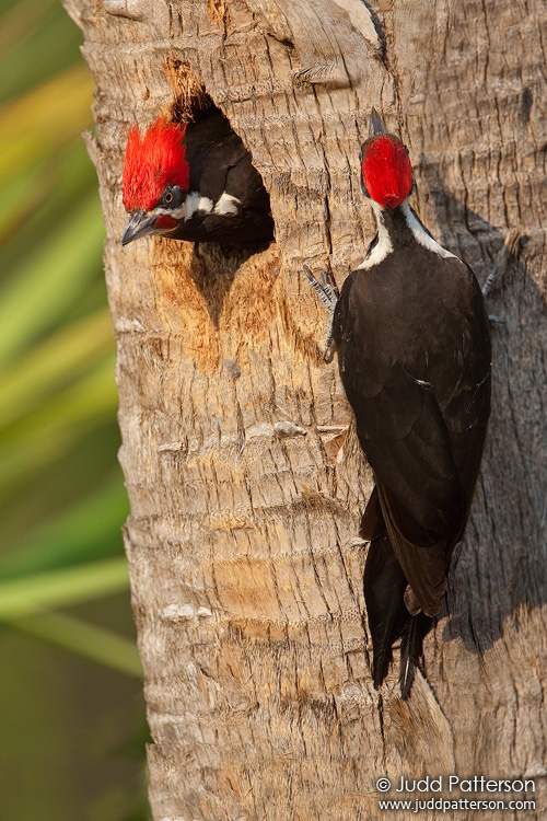 Pileated Woodpecker, Florida, United States
