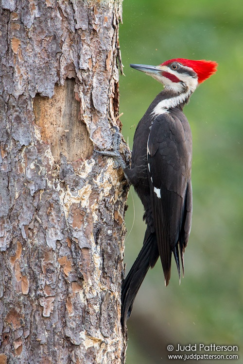 Pileated Woodpecker, Wakodahatchee Wetlands, Florida, United States