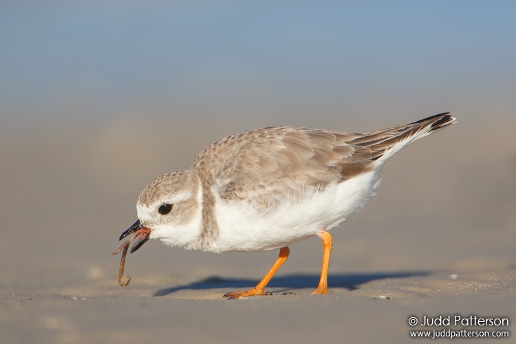 Piping Plover, Bunche Beach, Florida, United States