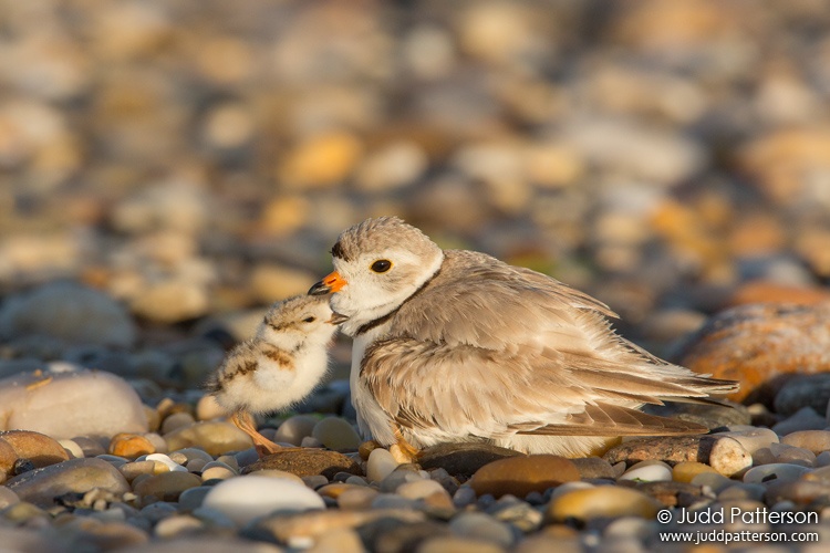 Piping Plover, New York, United States