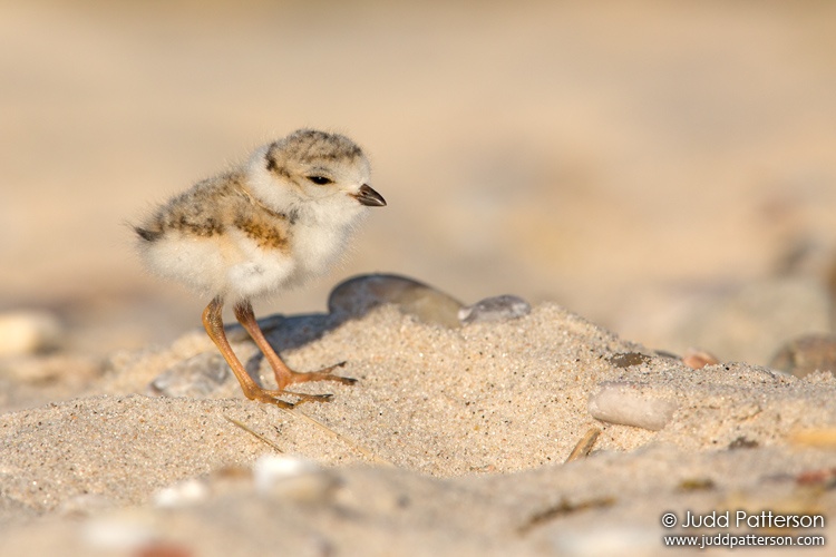 Piping Plover, New York, United States