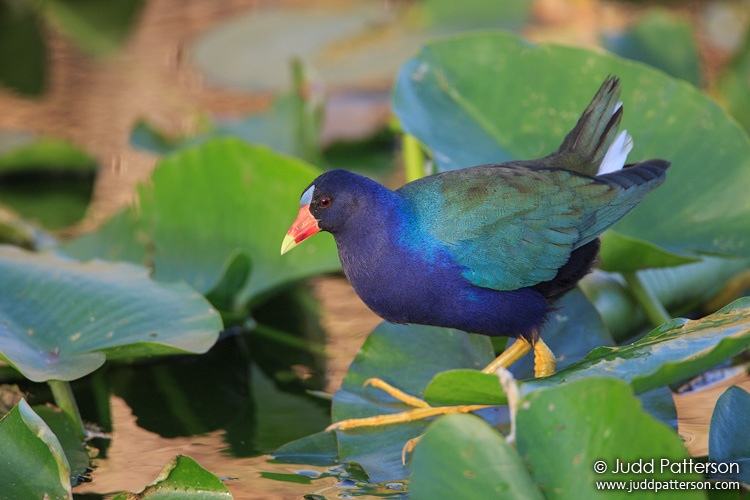 Purple Gallinule, Everglades National Park, Florida, United States