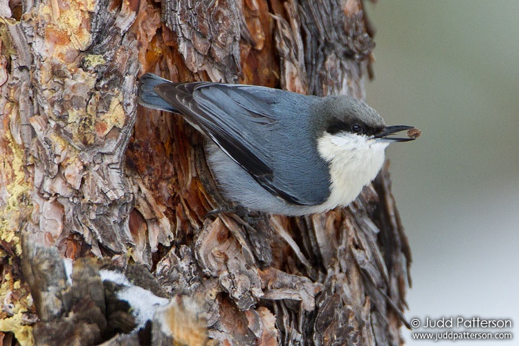 Pygmy Nuthatch, Rocky Mountain National Park, Colorado, United States