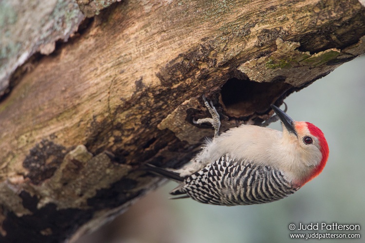 Red-bellied Woodpecker, Everglades National Park, Florida, United States