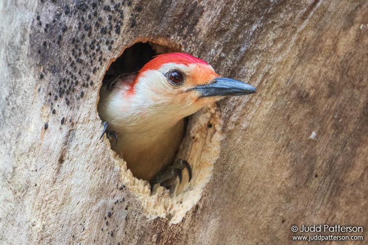 , Pine Island Ridge, Florida, United States