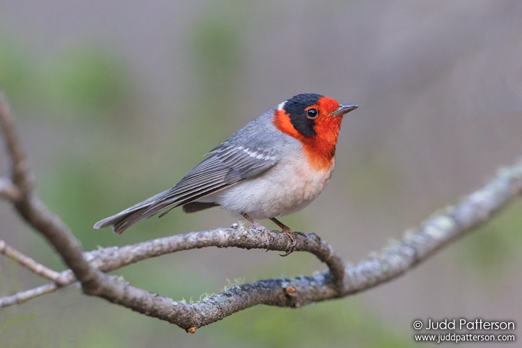 , Gila National Forest, New Mexico, United States