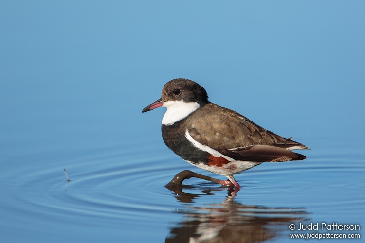Red-kneed Dotterel, Western Treatment Plant, Victoria, Australia