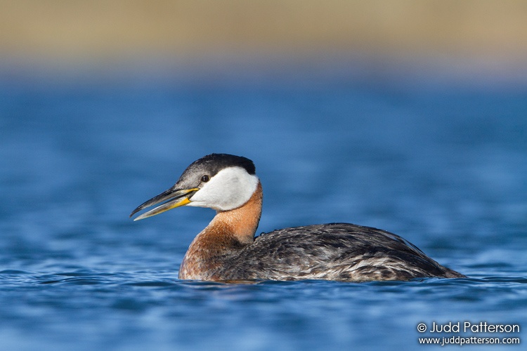Red-necked Grebe, Nome, Alaska, United States