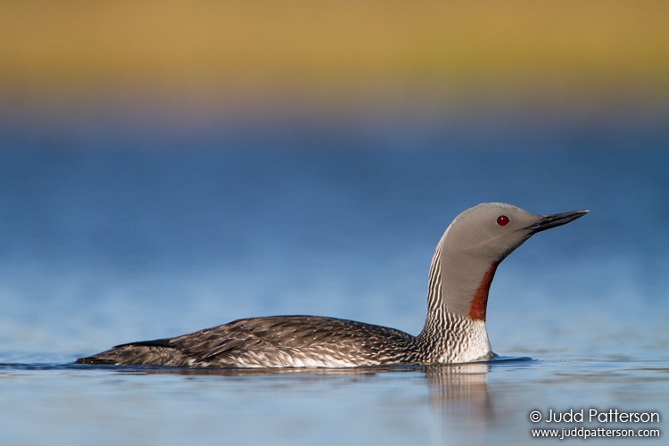 Red-throated Loon, Seward Peninsula, Nome, Alaska, United States