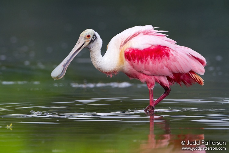 Roseate Spoonbill, Everglades National Park, Florida, United States