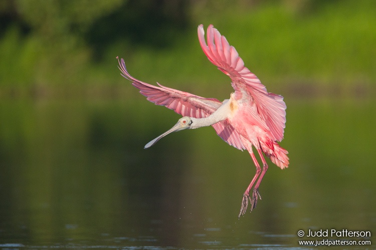 Roseate Spoonbill, Everglades National Park, Florida, United States