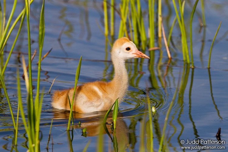 Sandhill Crane, Florida, United States
