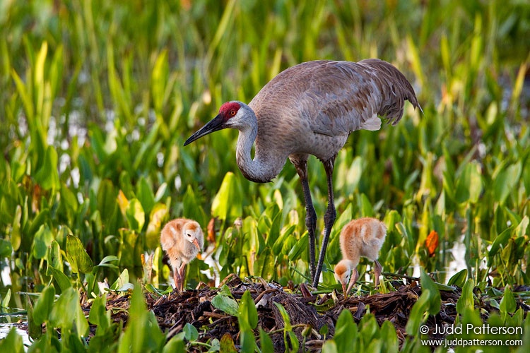 Sandhill Crane, Florida, United States