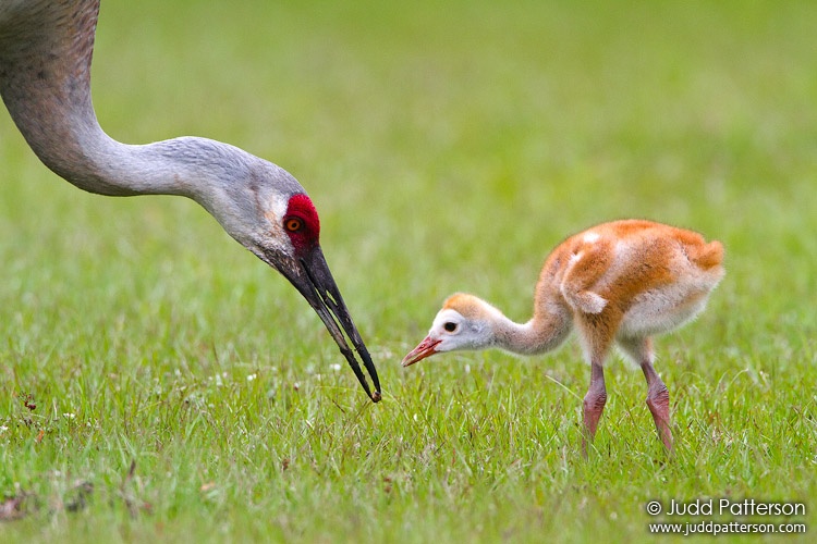 Sandhill Crane, Florida, United States