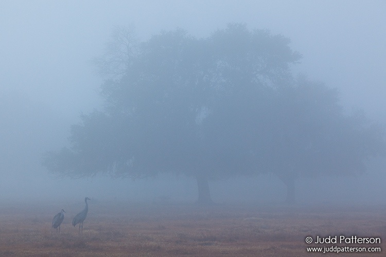 Sandhill Crane, Joe Overstreet Road, Florida, United States
