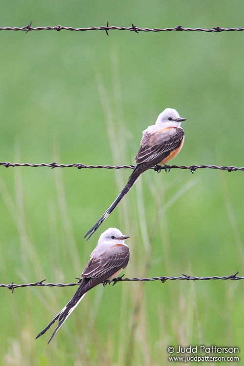 Scissor-tailed Flycatcher, Kansas, United States