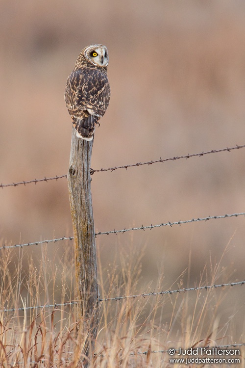 Short-eared Owl, Kansas, United States