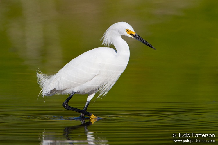 Snowy Egret, Everglades National Park, Florida, United States