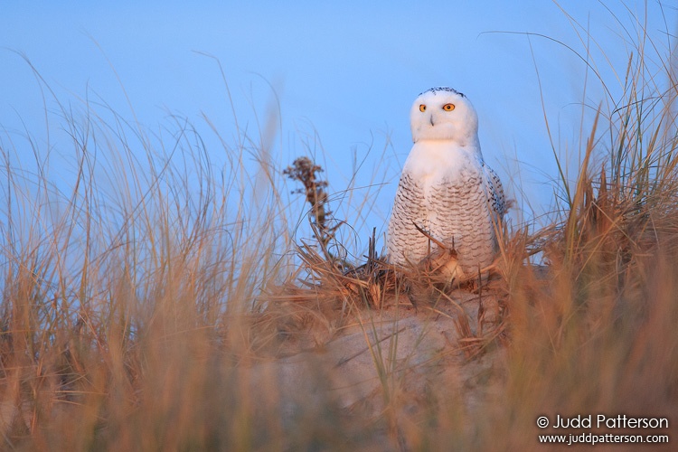 Snowy Owl, New York, United States