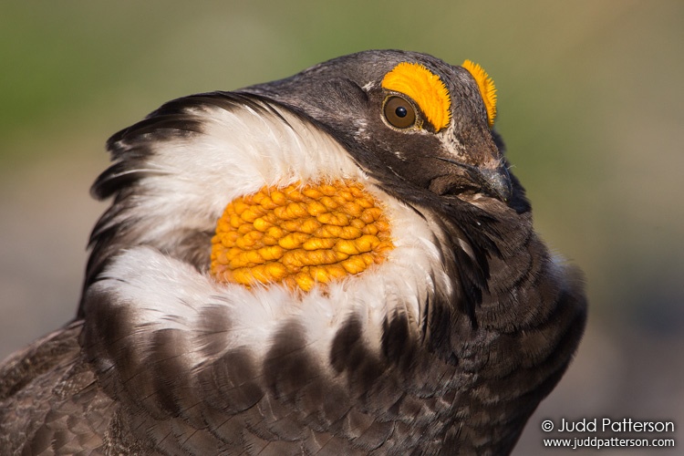 Sooty Grouse, Mount Rainier National Park, Washington, United States