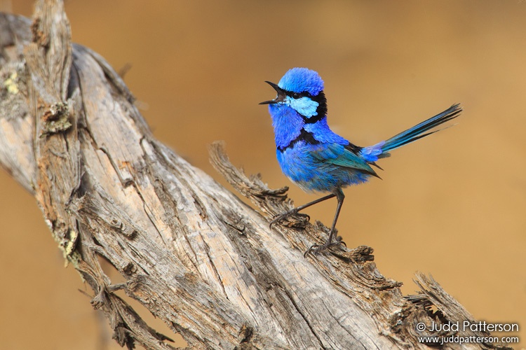Splendid Fairywren, Wyperfeld National Park, Victoria, Australia