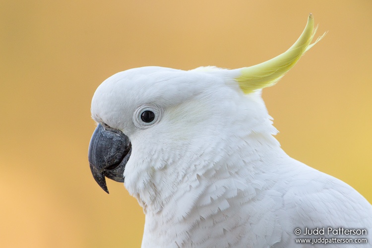 Sulphur-crested Cockatoo, Miranda, New South Wales, Australia