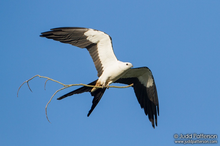 Swallow-tailed Kite, Florida, United States