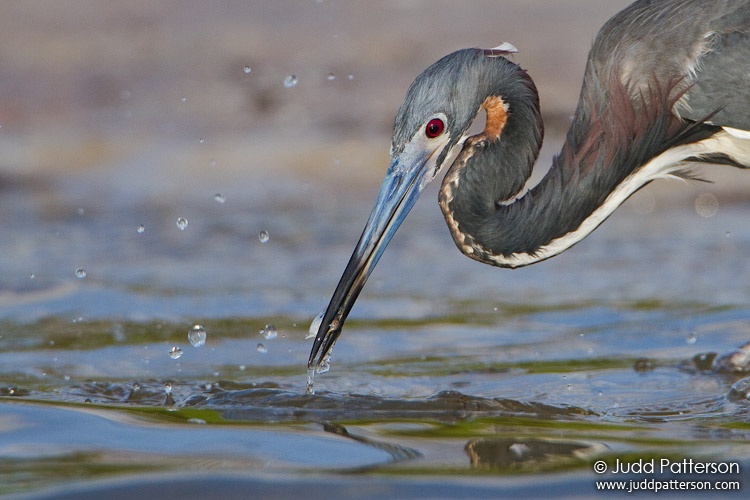 Tricolored Heron, Fort De Soto Park, Florida, United States