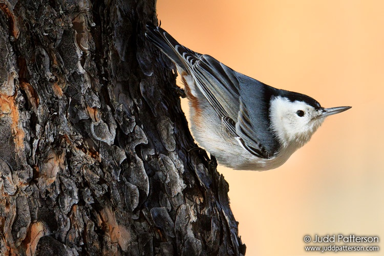 White-breasted Nuthatch, Rocky Mountain National Park, Colorado, United States