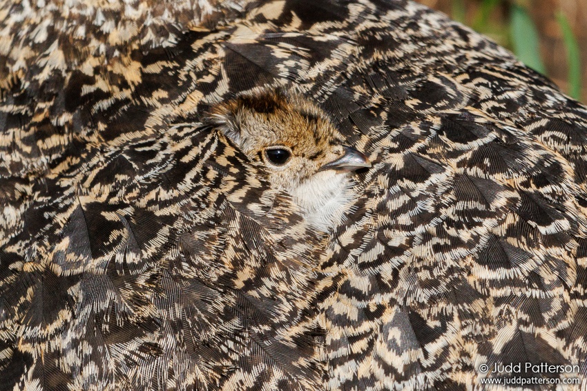 , Rocky Mountain National Park, Larimer County, Colorado, United States
