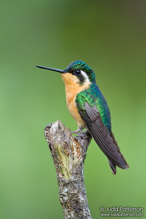 White-throated Mountain-gem, Savegre Mountain Lodge, Cartago, Costa Rica