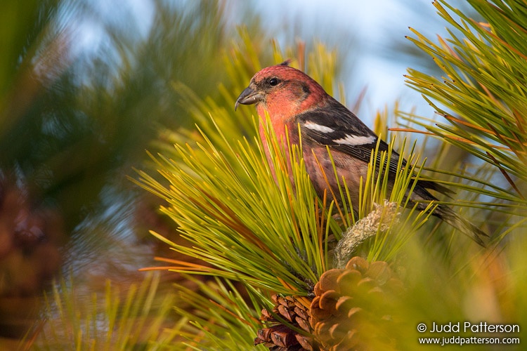 White-winged Crossbill, Heckscher State Park, New York, United States