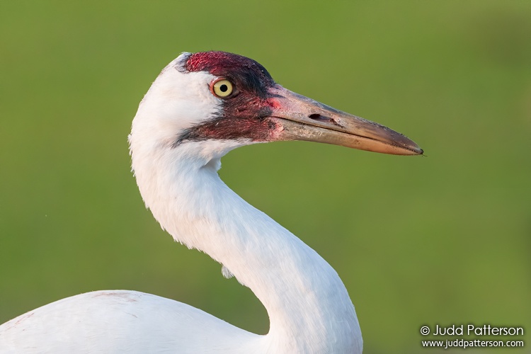 Whooping Crane, Florida, United States